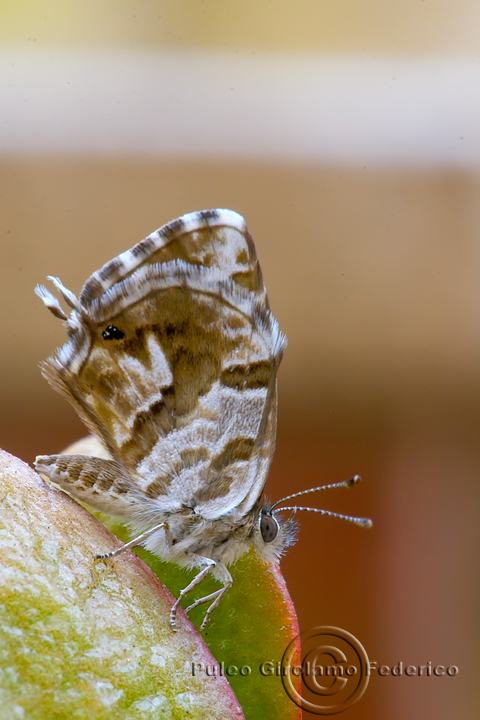 Farfalla identificazione - Cacyreus marshalli